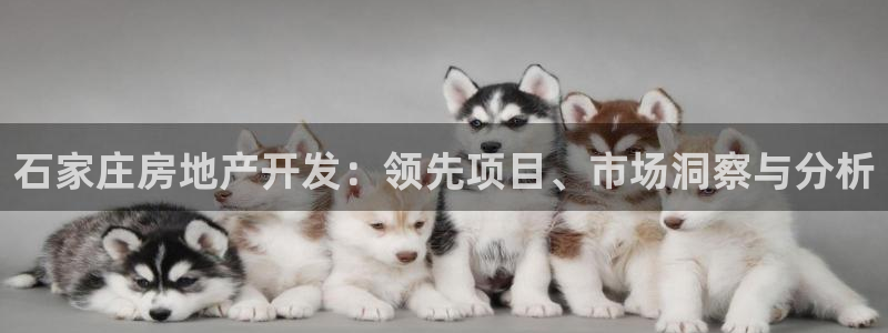 佛山永利工业皮带